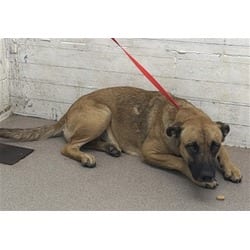 Photo of Tulip, adoptable Belgian Malinois in San Bernardino, California