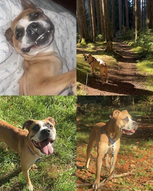 Photo of Mater, adoptable Boxer mix in Kent, Washington