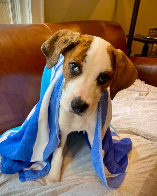 Photo of Bear Litter - Winnie, adoptable Boxer in Monticello, New Jersey