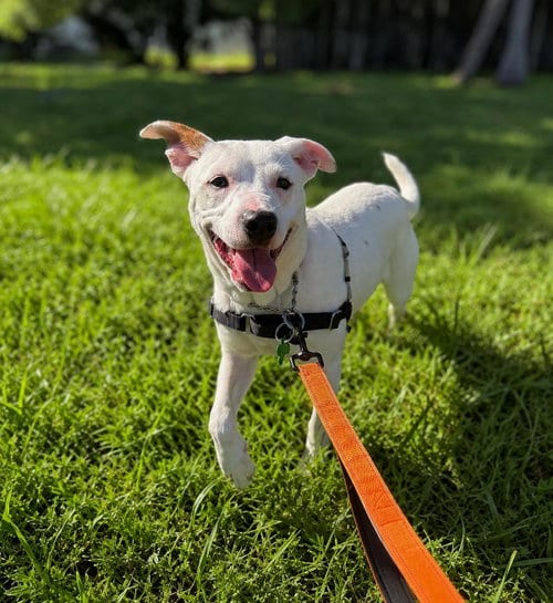 Photo of Capucine Pup - Portofino, adoptable Boxer in Pompano Beach, Florida