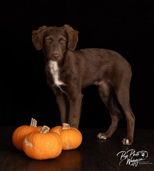 Photo of Josephine “Joey”, adoptable Poodle (unknown type) in Claremore, Oklahoma