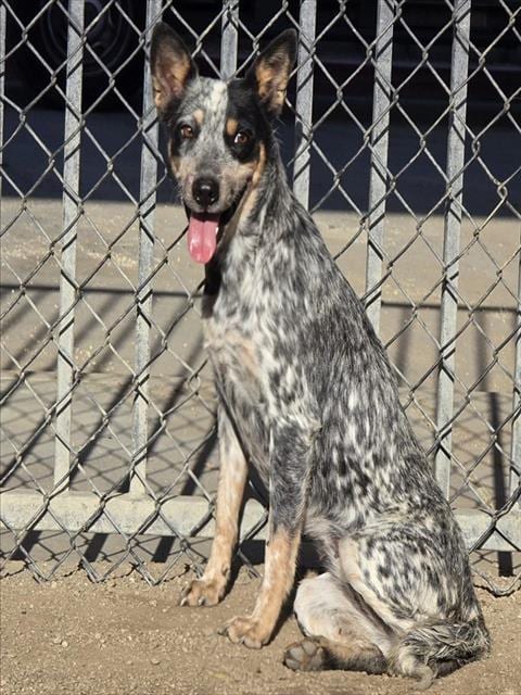 Photo of Bluey, adoptable Queensland Heeler in Riverside, California