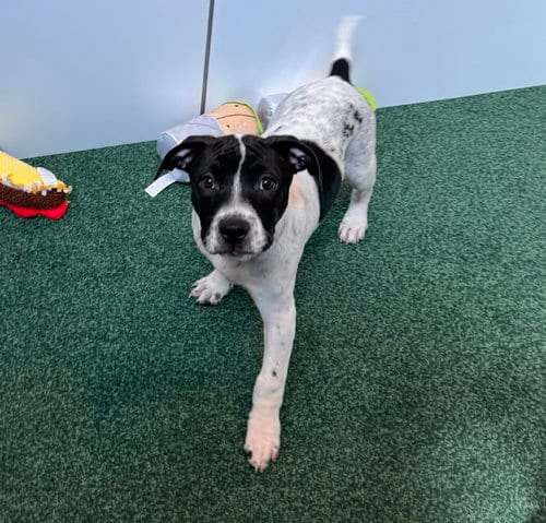 Photo of Zendejas, adoptable Labrador Retriever in Sanford, Florida