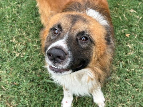 Photo of Shadow, adoptable Australian Cattle Dog/Blue Heeler in Tulsa, Oklahoma