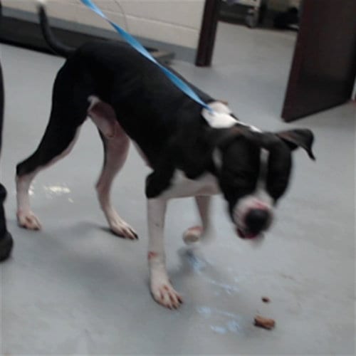 Photo of Skippy, adoptable American Pit Bull Terrier in Fayetteville, North Carolina