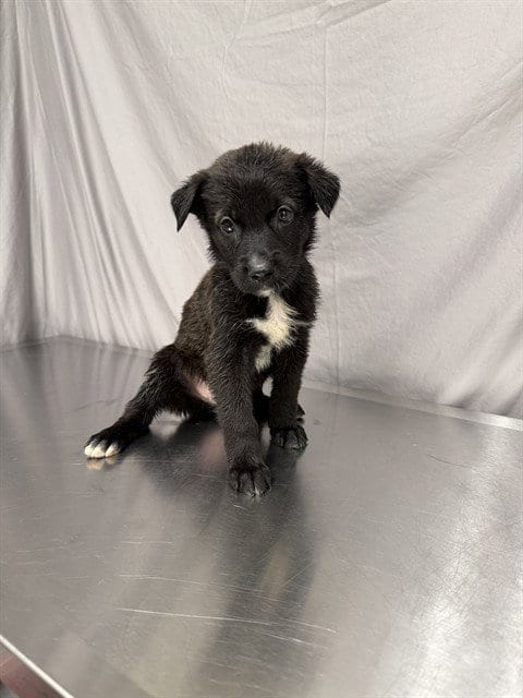 Photo of Agatha, adoptable German Shepherd Dog in Agoura, California