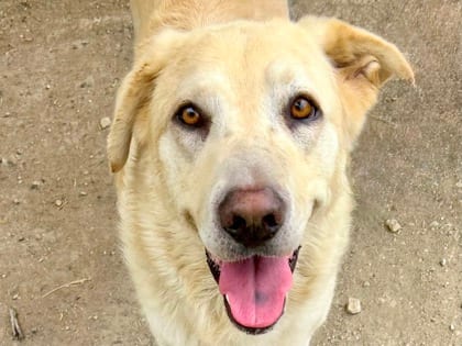 Photo of Gustav, adoptable dog in Georgetown, Texas