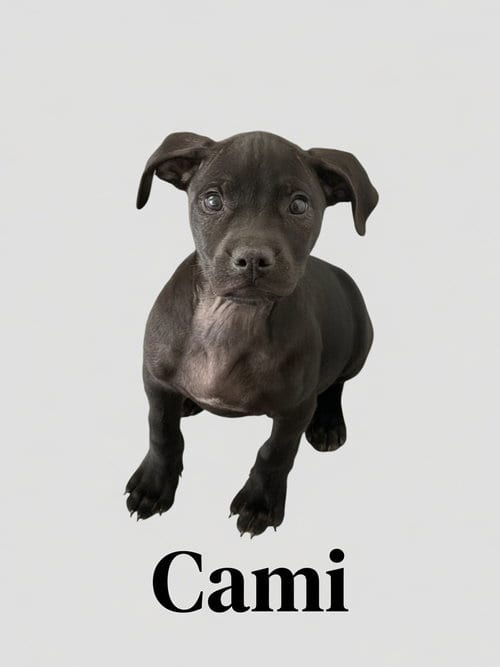Photo of Cami, adoptable Retriever in Jackson Township, New Jersey