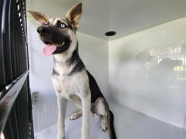 Photo of Senior German Shepherd Dog and Alaskan Husky, adoptable German Shepherd Dog and Alaskan Husky in Houston, Texas
