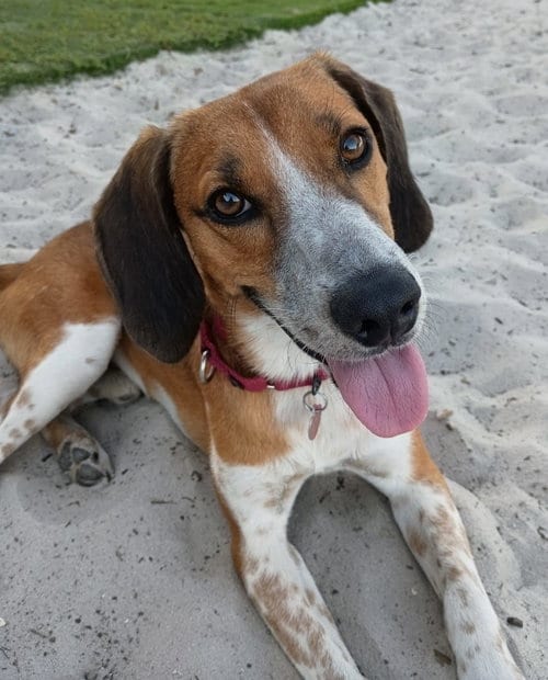 Photo of Finn IV, adoptable Beagle in Dunnellon, Florida