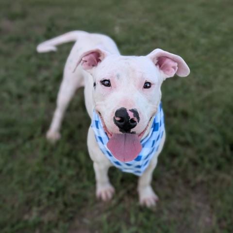 Photo of Conrad, adoptable Pit Bull Terrier in Conroe, Texas