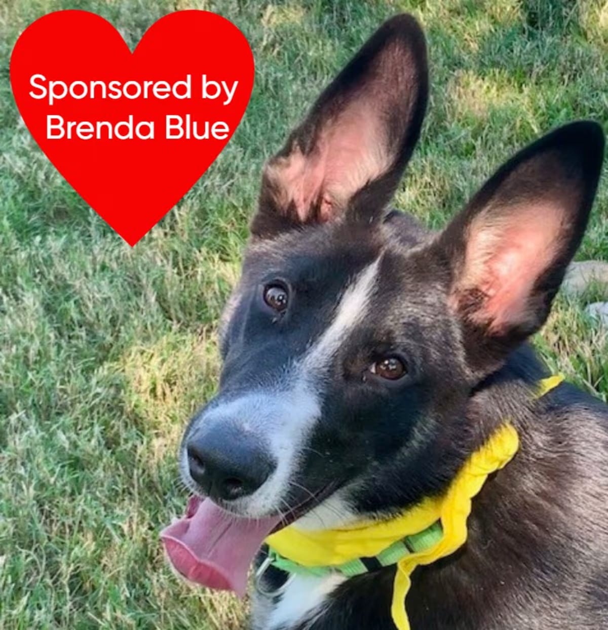Photo of Champ, adoptable Border Collie/Husky in San Leon, Texas