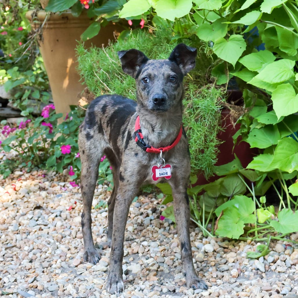 Photo of Sadie, adoptable Feist / Catahoula Leopard Dog in Wake Forest, North Carolina