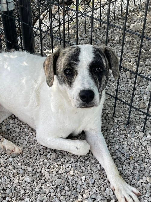 Photo of Suki, adoptable Jack Russell Terrier in Bolivar, Missouri