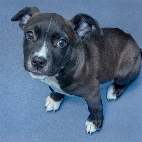 Photo of Peanut, adoptable Pit Bull Terrier in Maryland, Missouri