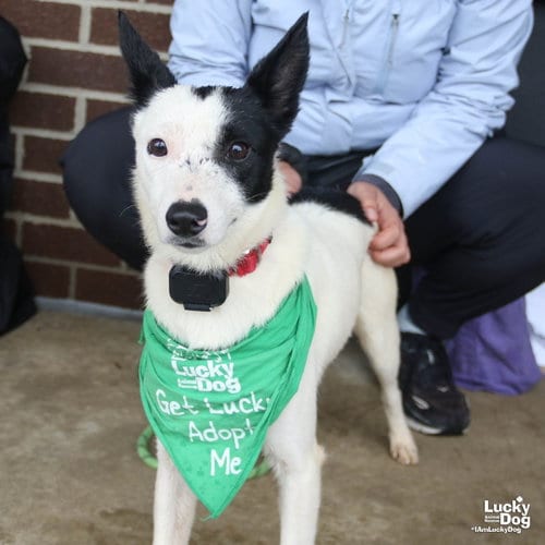Photo of Willowy, adoptable Jack Russell Terrier in Washington, District of Columbia