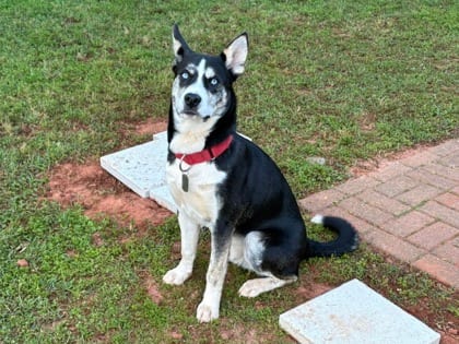 Photo of Teddy, adoptable Siberian Husky/Mix in Mobile, Alabama