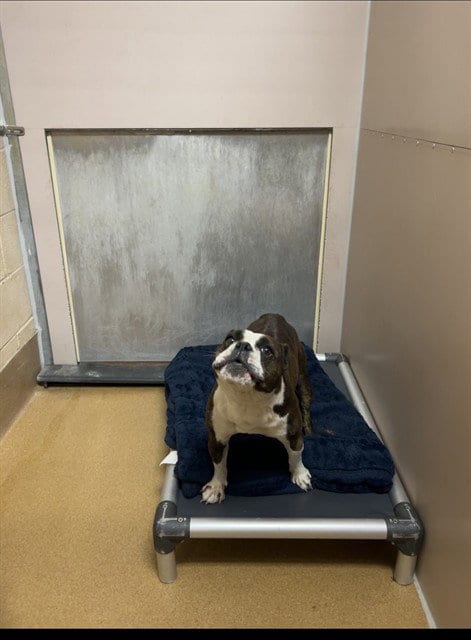 Photo of Carmen Sandiego, adoptable French Bulldog in Martinez, California
