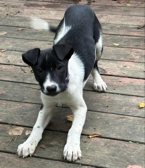 Photo of Kittiwake, adoptable Husky in Anchorage, Alaska