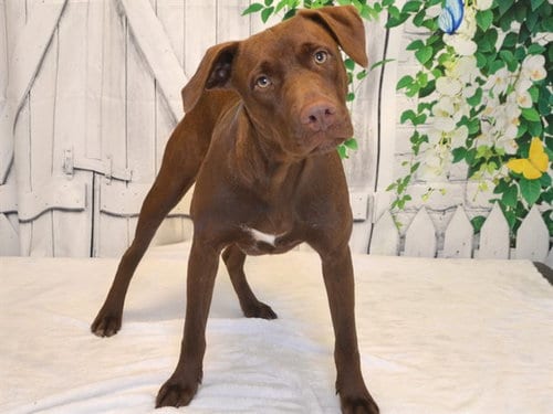 Photo of Hershey, adoptable Labrador Retriever in Oroville, California