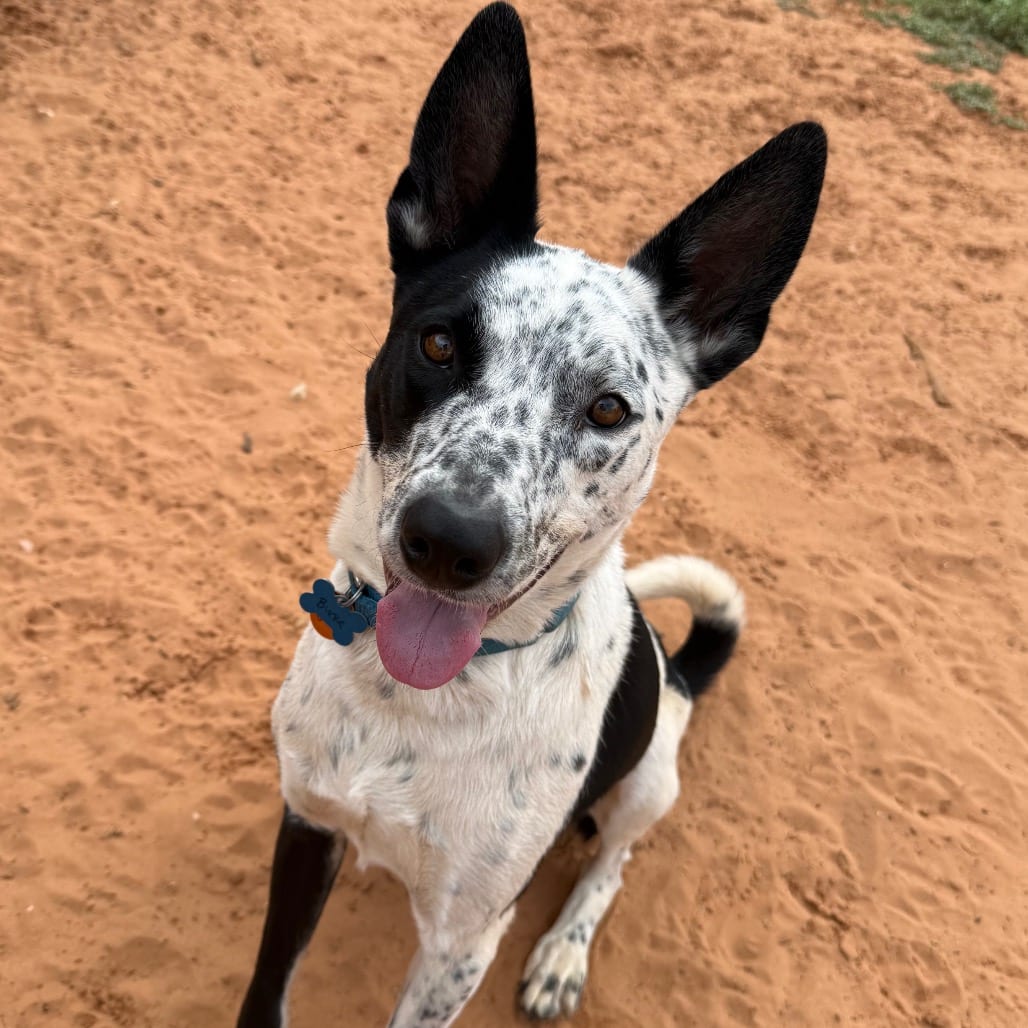 Photo of Burke, adoptable Cattle Dog / Mix in Kanab, Utah