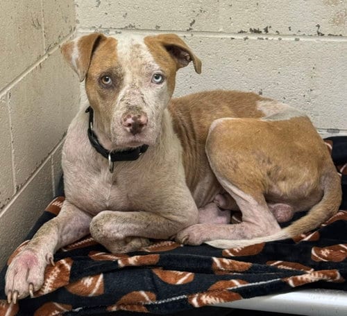 Photo of Ozark, adoptable Pit Bull Terrier in Rowlett, Texas