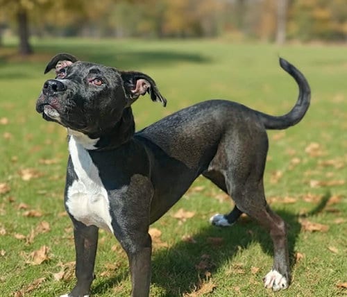 Photo of Lucy 26/569, adoptable Terrier in Talladega, Alabama