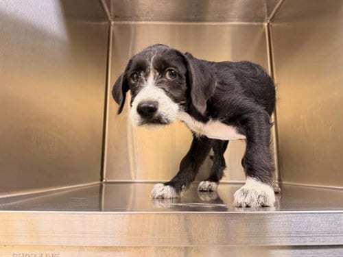 Photo of Jem, adoptable German Wirehaired Pointer in Orange, California
