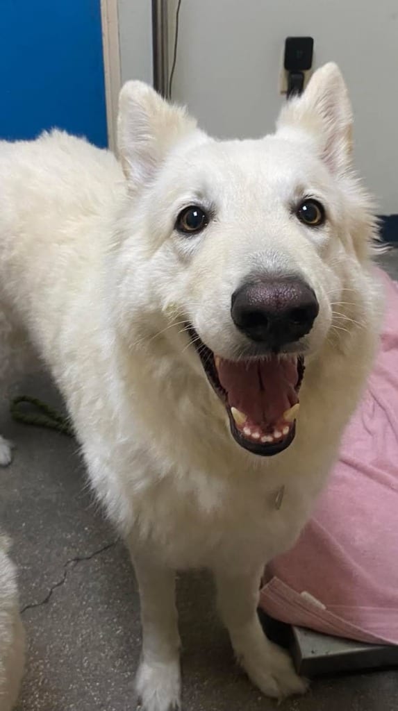 Photo of Siri (Atzhiri), adoptable Shepherd in Ocala, Florida