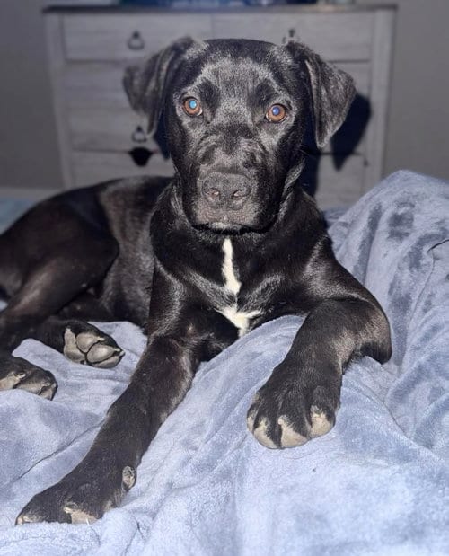 Photo of Pluto (Planet litter), adoptable German Shepherd Dog in Holly Springs, North Carolina