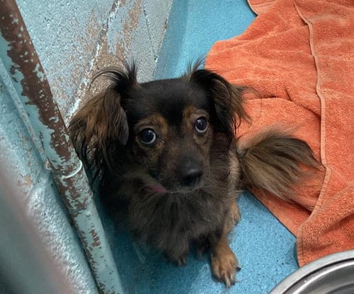 Photo of Flea, adoptable Chihuahua in Long Beach, California