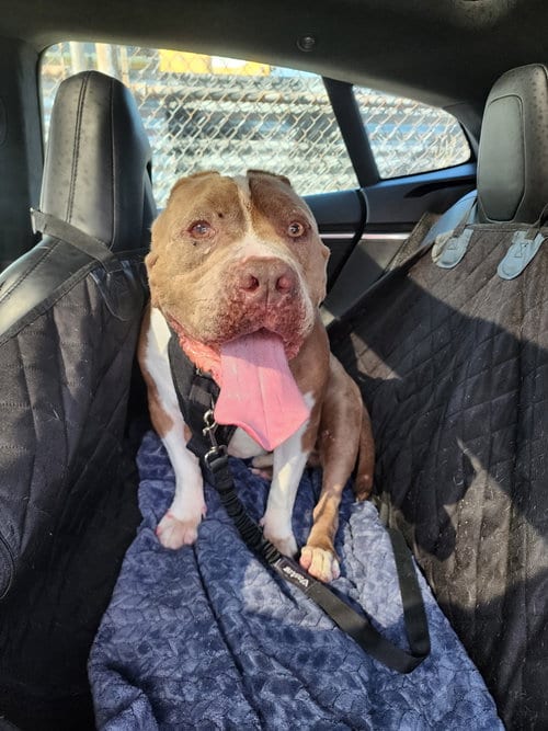 Photo of Preston, adoptable American Staffordshire Terrier in San Diego, California