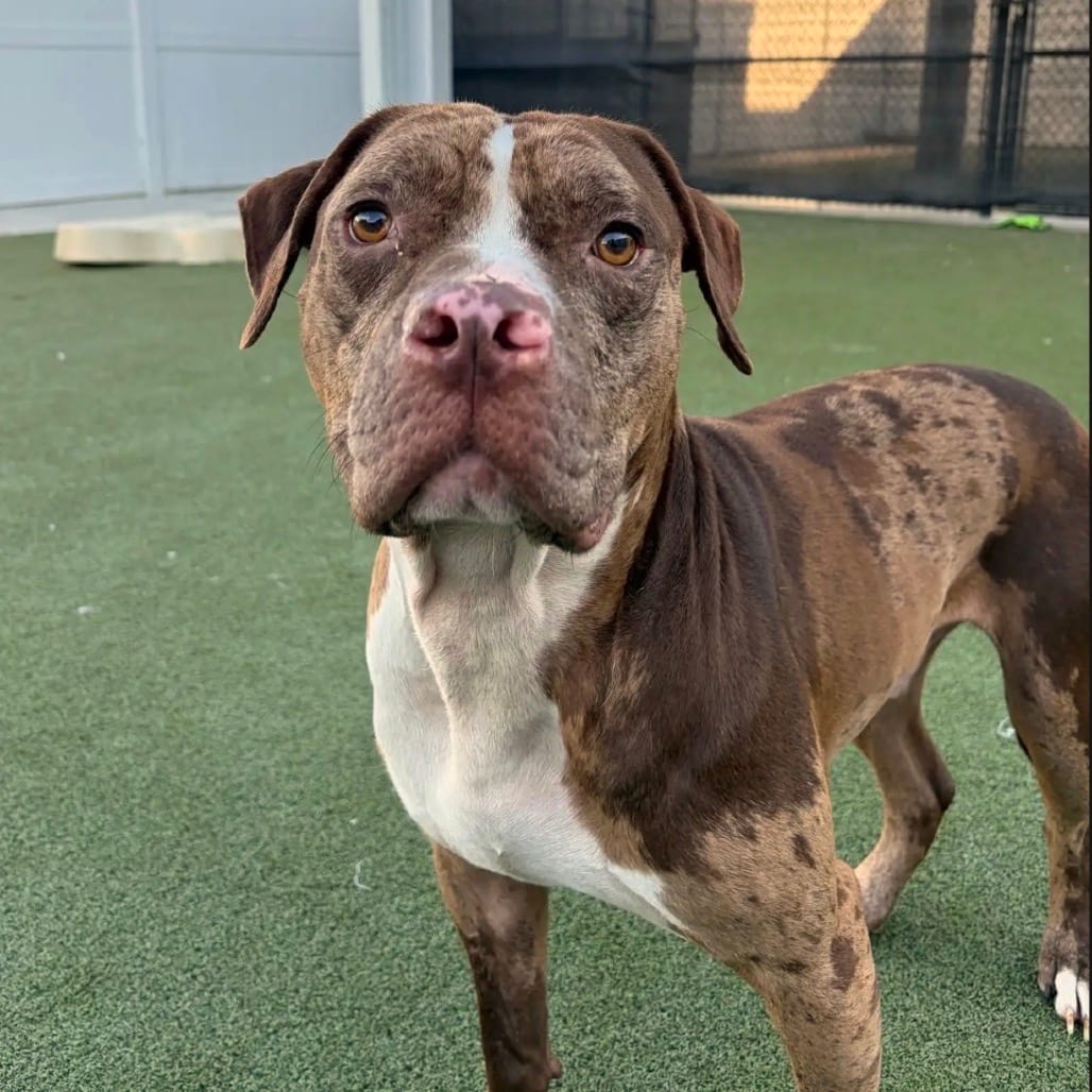 Photo of Bruno Pumpernickel D1138, adoptable Terrier, American Staffordshire / Bulldog, American in Princeton area, Minnesota