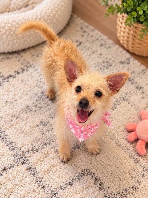 Photo of Connie, adoptable Cairn Terrier in Phoenix, Arizona