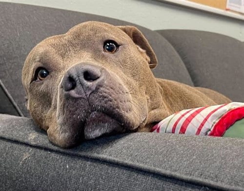 Photo of Miss Flo Nomo, adoptable Pit Bull Terrier in Peoria, Illinois