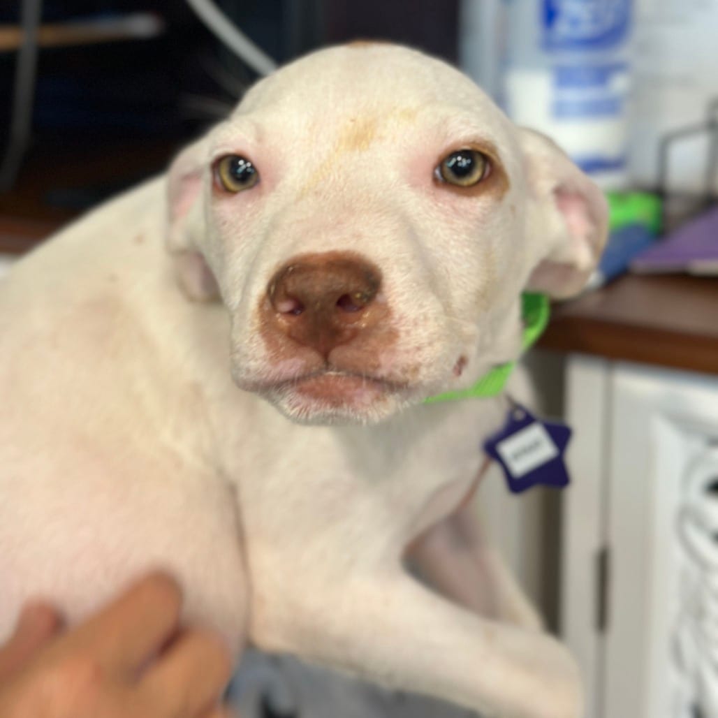 Photo of Kit Kat, adoptable Mixed Breed (Medium) in San Francisco, California