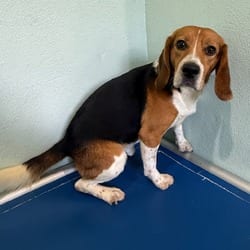 Photo of Melvin 3927, adoptable Beagle in Loxahatchee, Florida