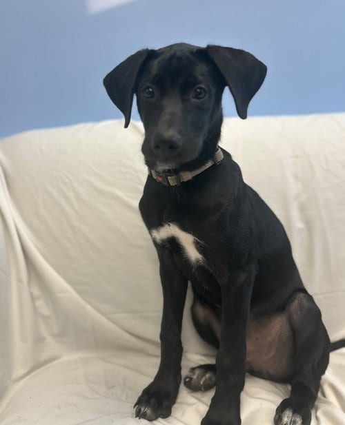 Photo of Cole, adoptable Unknown breed in Cliffwood, New Jersey