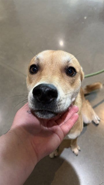 Photo of Fox, adoptable German Shepherd Dog in Houston, Texas