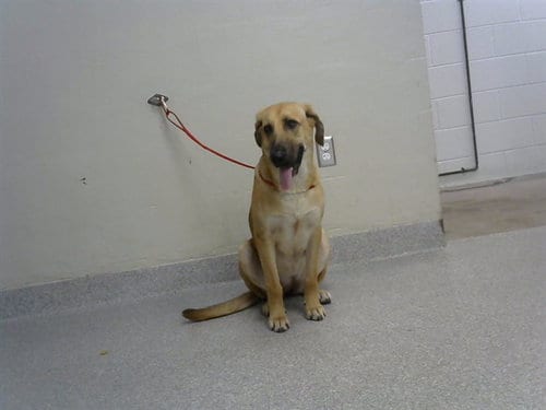 Photo of Eve, adoptable German Shepherd Dog in Pasadena, Texas