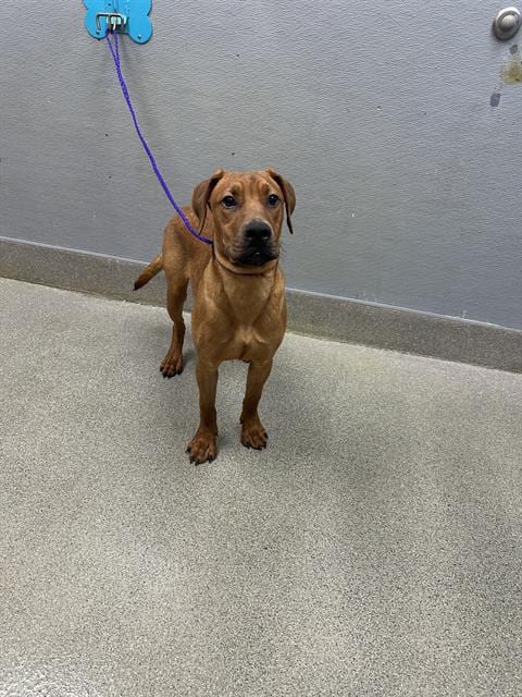 Photo of Gomez, adoptable Labrador Retriever in Las Vegas, Nevada