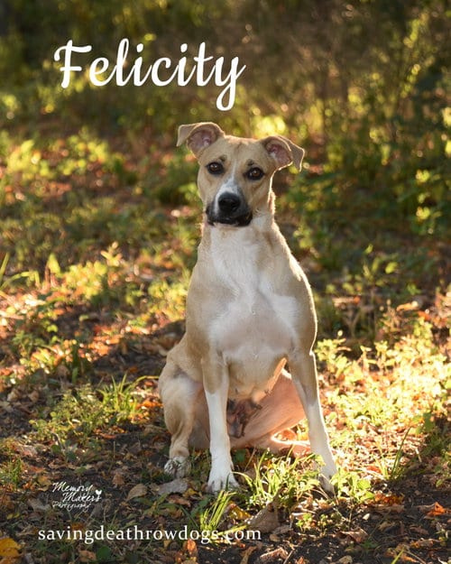 Photo of Felicity, adoptable Unknown breed in Topeka, Kansas