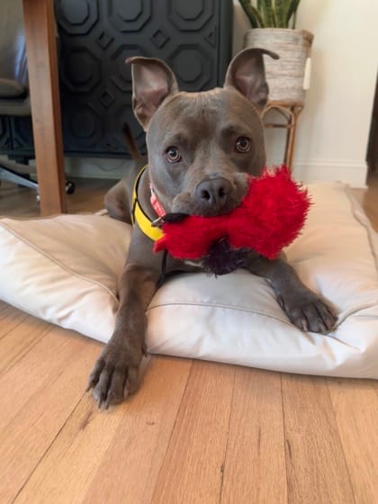 Photo of Luther, adoptable dog in Atlanta, Georgia