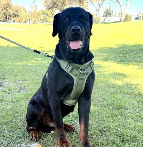 Photo of Basil, adoptable Rottweiler in Bakersfield, California