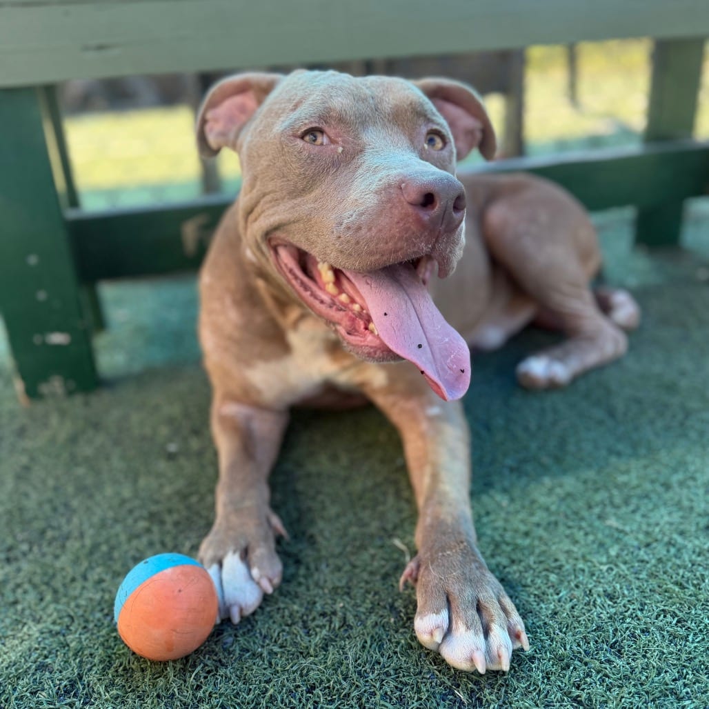 Photo of Hercules, adoptable dog
