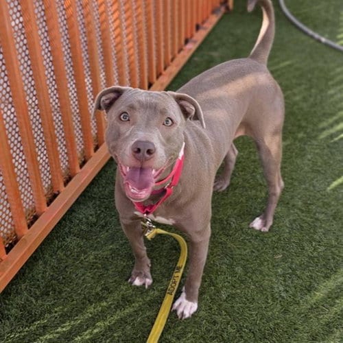 Photo of London, adoptable American Bulldog in Las Vegas, Nevada