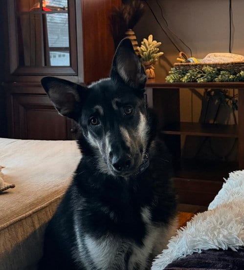 Photo of Malibu, adoptable German Shepherd Dog in Raytown, Missouri