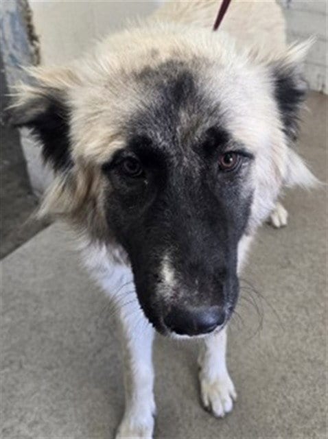 Photo of Kiwi, adoptable Great Pyrenees in San Bernardino, California
