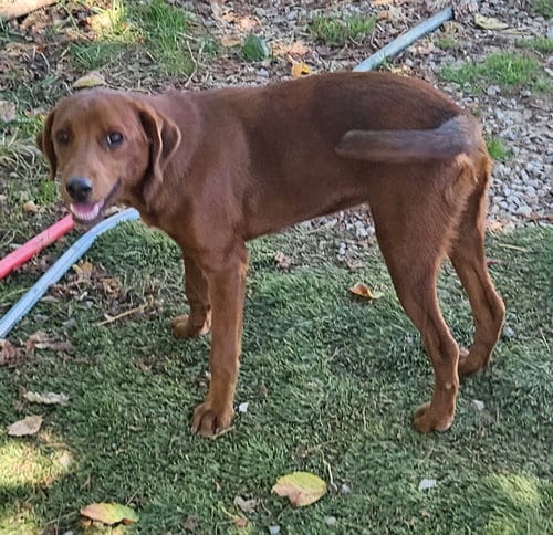 Photo of Finn, adoptable Feist in Tracy City, Tennessee