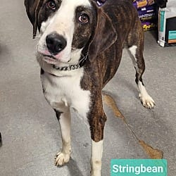 Photo of Stringbean, adoptable Pointer Hound (Unknown Type) in Richmond, Indiana